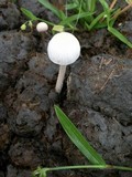 Panaeolus antillarum image