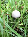 Panaeolus cyanescens image