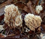Lentaria micheneri image