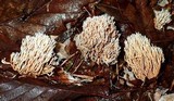 Lentaria micheneri image