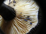 Lactarius lignyotus var. marginatus image