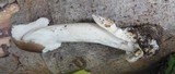 Amanita pachyvolvata image