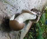 Amanita pachyvolvata image