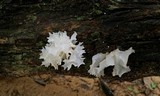 Tremella fuciformis image