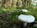 Clitopilus prunulus image