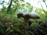 Clitopilus prunulus image