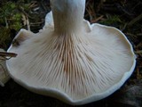 Clitopilus prunulus image