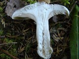 Clitopilus prunulus image