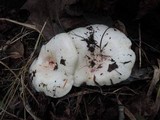 Lactarius controversus image