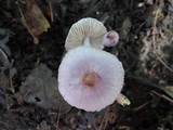 Inocybe lilacina image