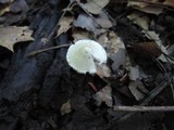Inocybe geophylla image