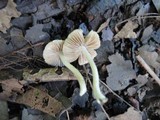Inocybe geophylla image