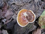 Ganoderma sessile image