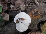 Ganoderma sessile image