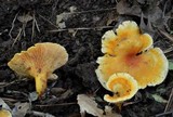 Hygrophoropsis aurantiaca image