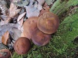Agrocybe firma image
