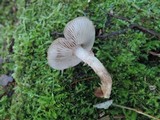 Agrocybe firma image