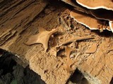 Ganoderma sessile image