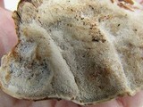 Ganoderma sessile image