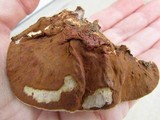 Ganoderma sessile image