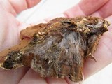 Ganoderma sessile image