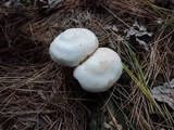 Rhodocollybia maculata image