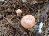 Lactarius vinaceorufescens image