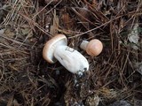 Lactarius vinaceorufescens image