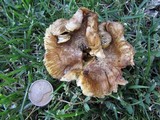 Inocybe rimosa image
