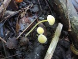 Mycena crocea image