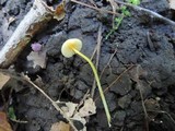 Mycena crocea image
