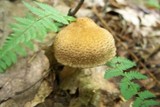 Lacrymaria echiniceps image