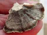 Bjerkandera adusta image
