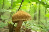 Lacrymaria echiniceps image