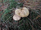 Suillus collinitus image