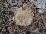 Suillus collinitus image