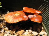 Gymnopilus luteofolius image
