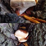 Ganoderma sessile image