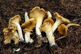 Cantharellus formosus image