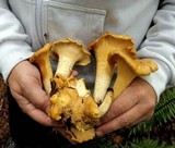 Cantharellus formosus image