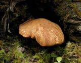 Tapinella atrotomentosa image