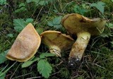 Suillus caerulescens image