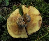 Suillus caerulescens image
