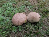 Calvatia cyathiformis image