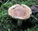 Russula granulata image