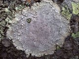 Pertusaria pseudocorallina image