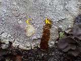 Pertusaria pseudocorallina image