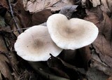 Lactarius cinereus image