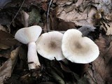 Lactarius cinereus image