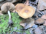 Agrocybe firma image